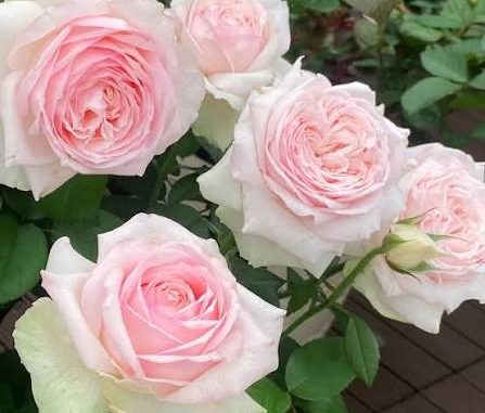 Monalisa Rose – Love on February